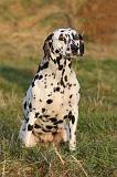 DALMATIEN 452